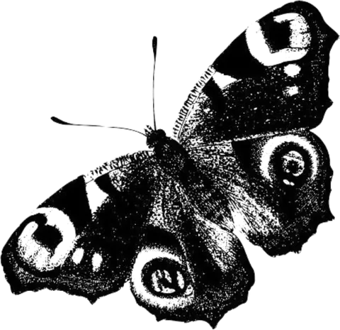 A butterfly, drawn in ink