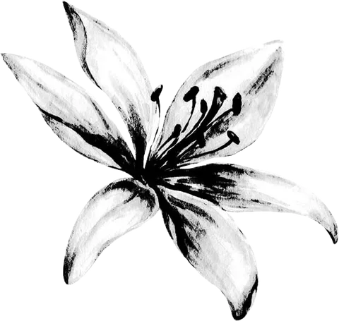 A lily, drawn in ink