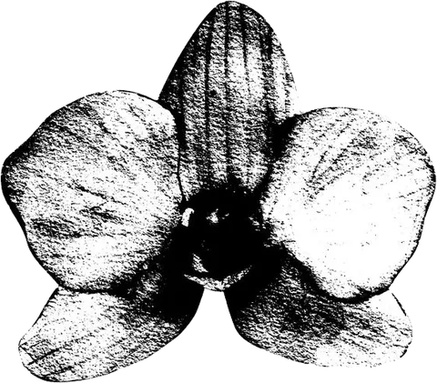 An orchid, drawn in ink