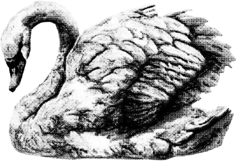 A swan, drawn in ink