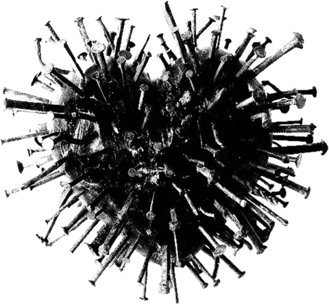 A sea urchin, drawn in ink